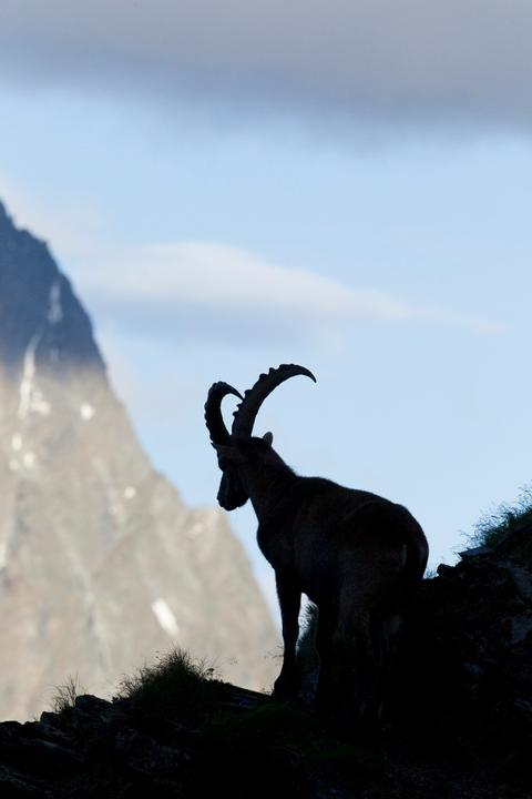 Steinbock