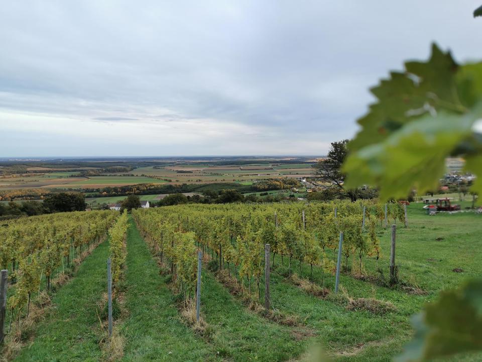 Weingarten