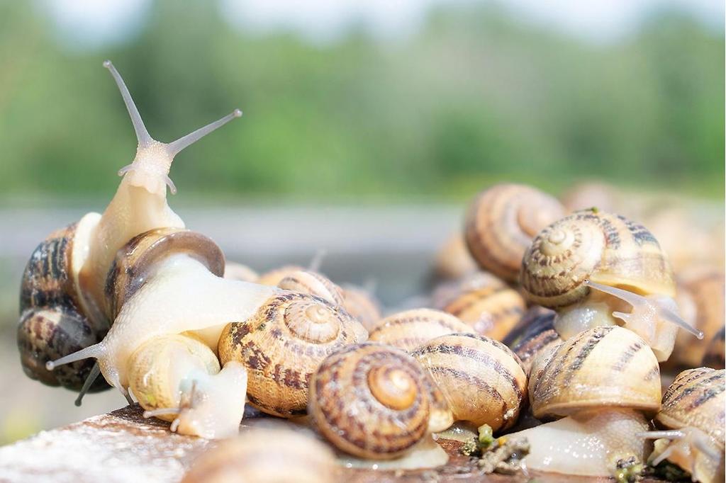 Südburgenland Schnecke