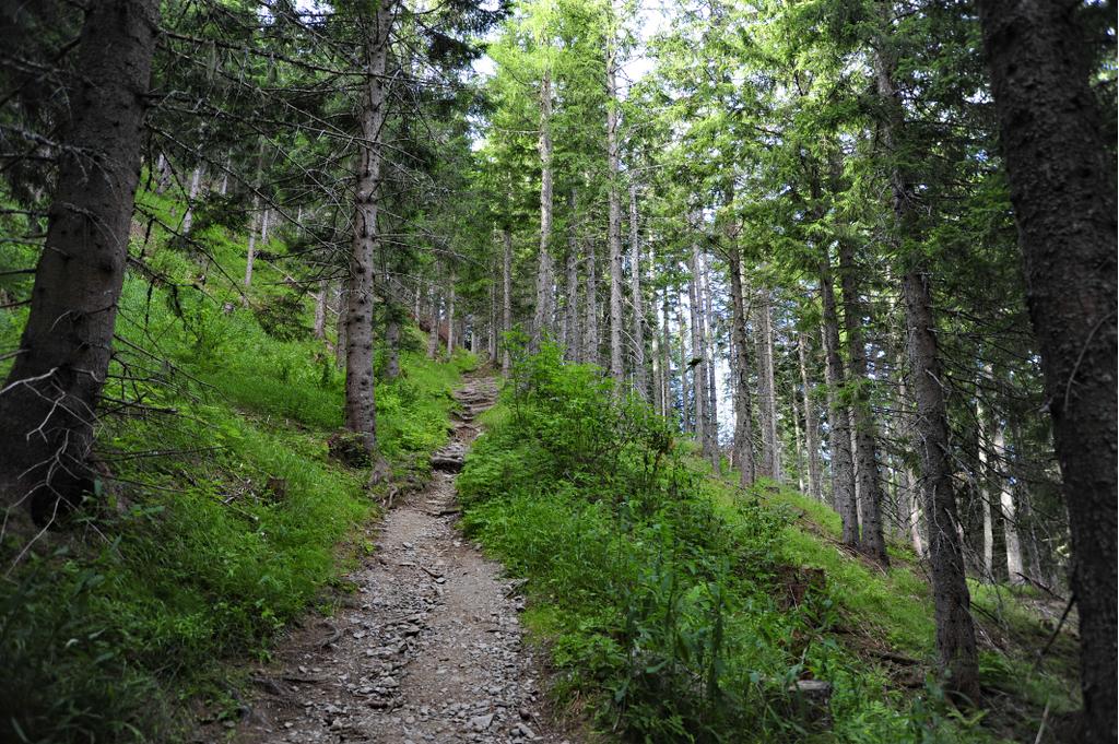 Kühle Luft und frischer Wald-Duft umgeben uns.
