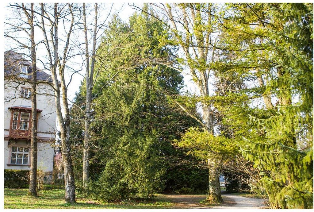 Riesenthuja 1