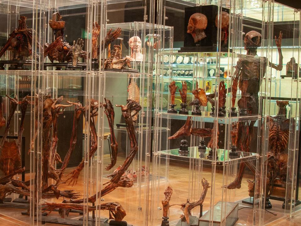 Anatomisches Museum