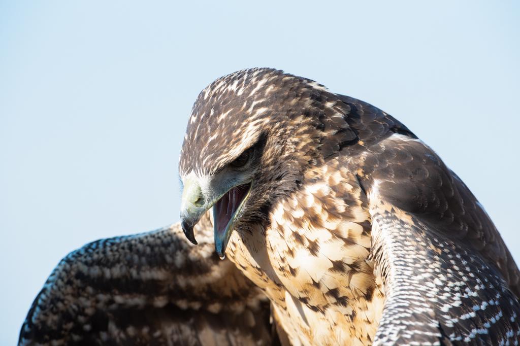 Spektakuläre Sturzflüge der Greifvögel hautnah erleben in der Falknerei Adlerwarte Obernberg!