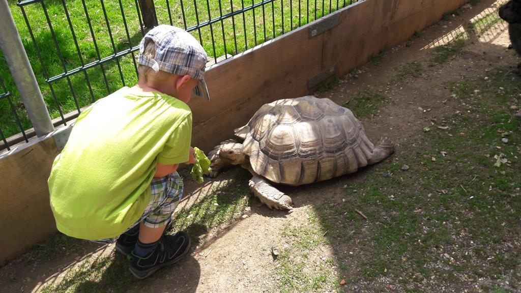 Kind beim Füttern der Schildkröte