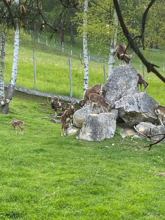 Gehege mit Mufflons