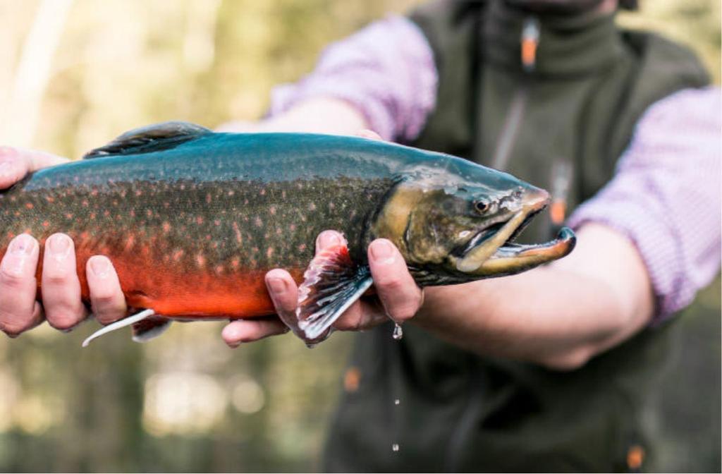 Michi's frische Fische