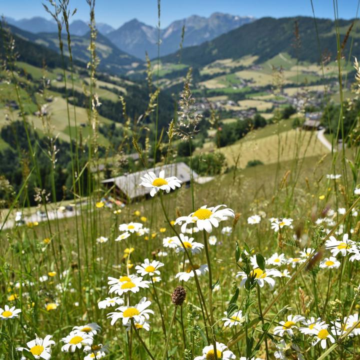 Oberer Höhenweg Alpbach