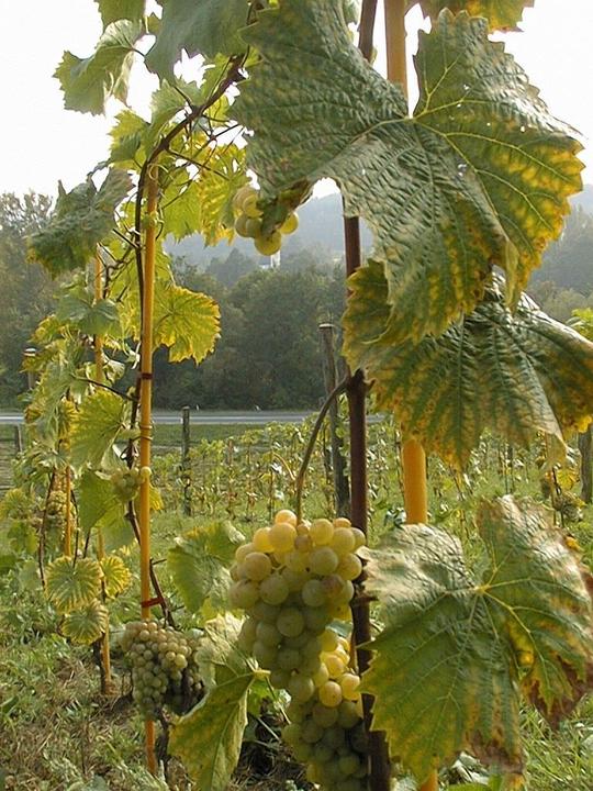 Weinstock