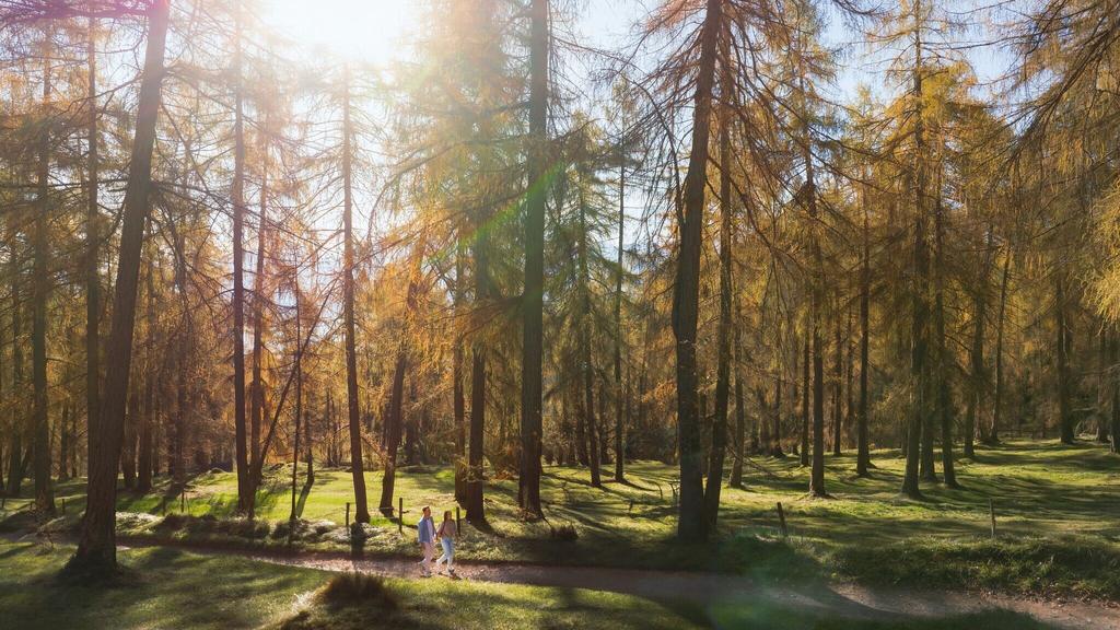 Lärchenwald in Reith - Drohnenaufnahme - Paar läuft zur den Wald - Aufnahme Richtung Sonne.jpg