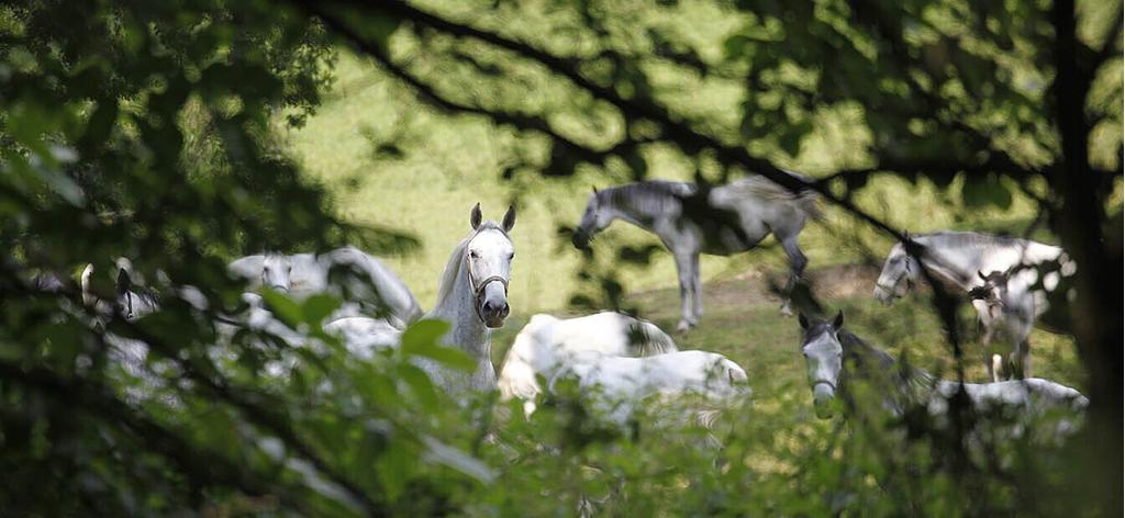 Lipizzaner