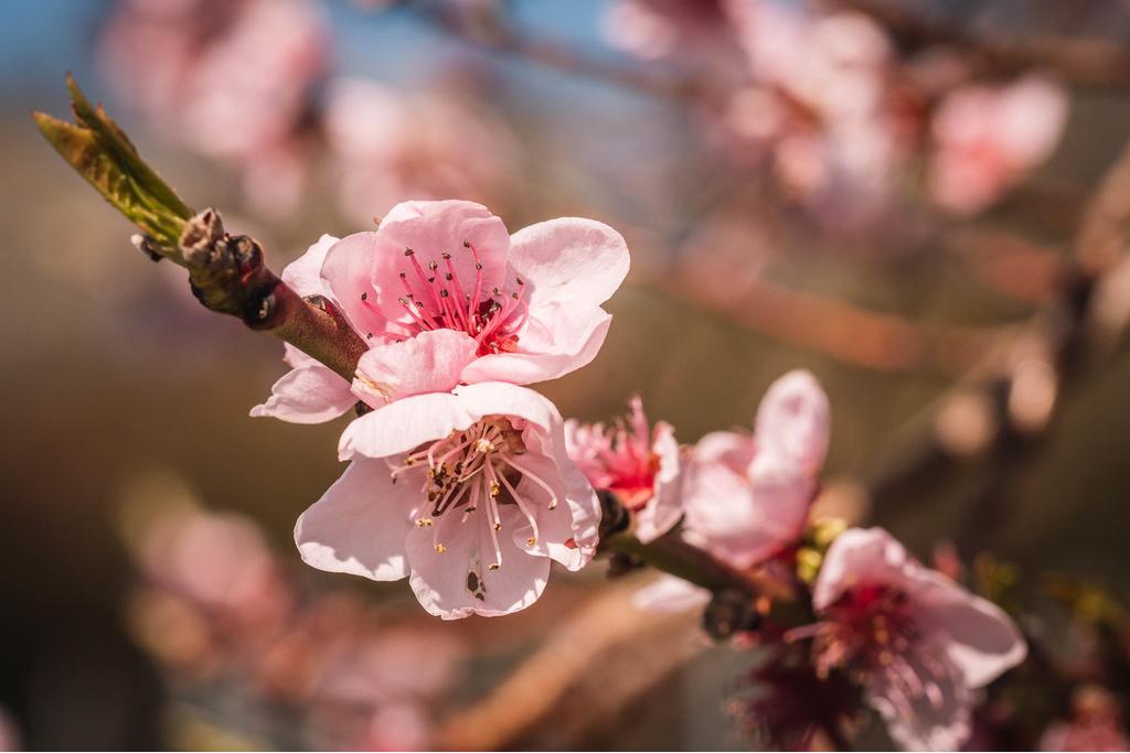 Blüten