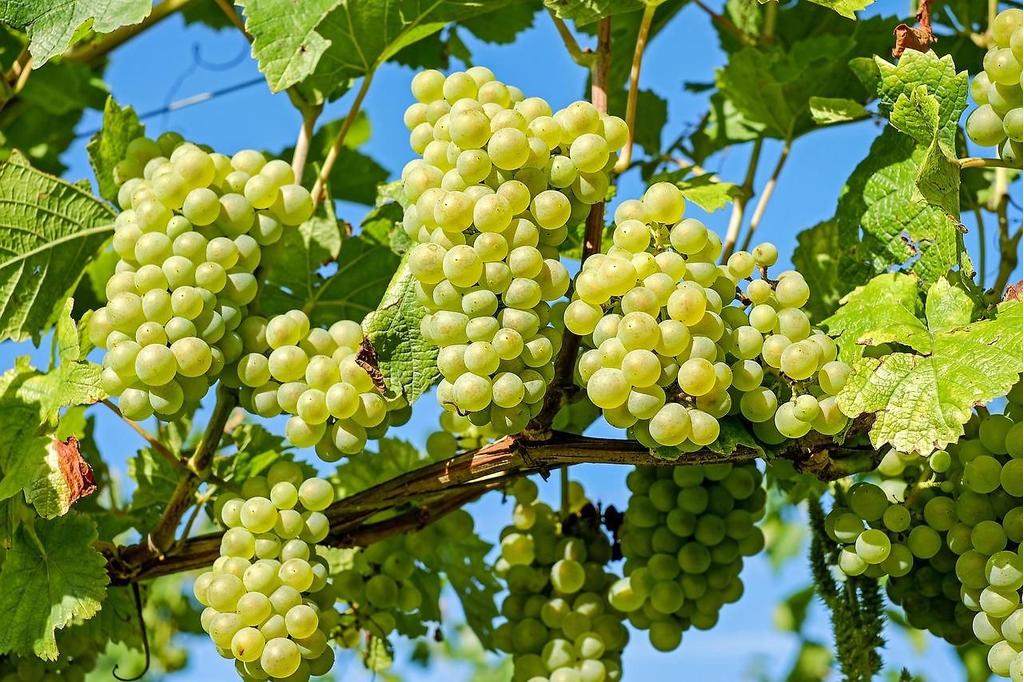 Weinrebe