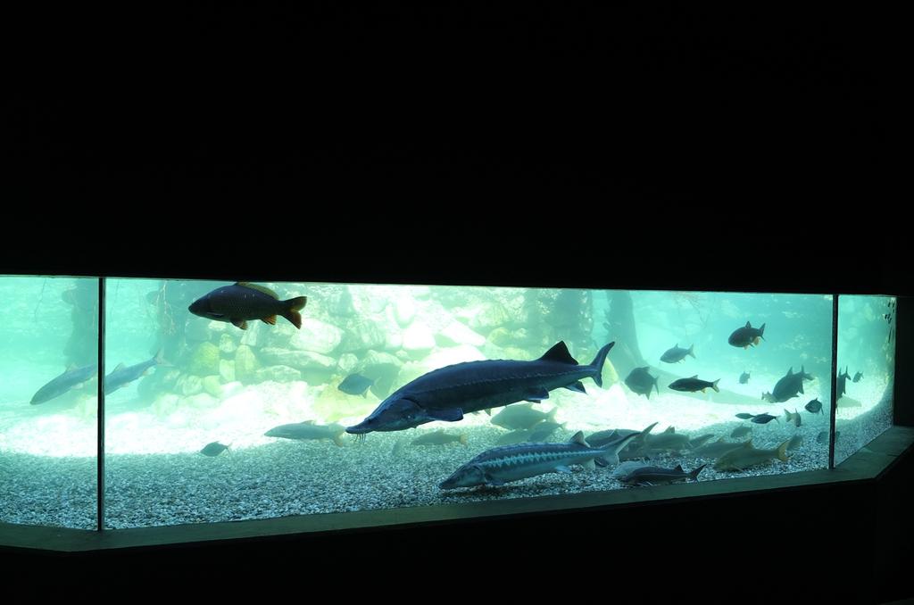 Gro\u00dfaquarium