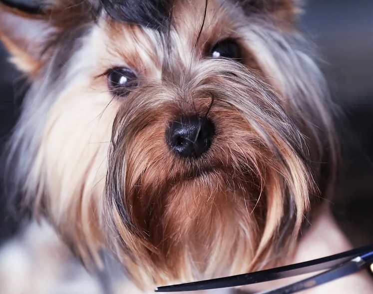 4 Hund %26 Katz