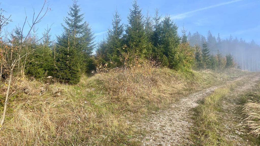 Lindaumauertrail