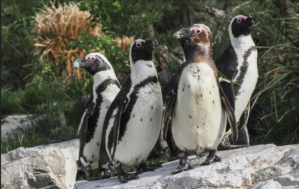 Brillenpinguine
