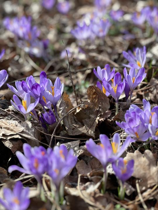 Krokus entlang der Mur