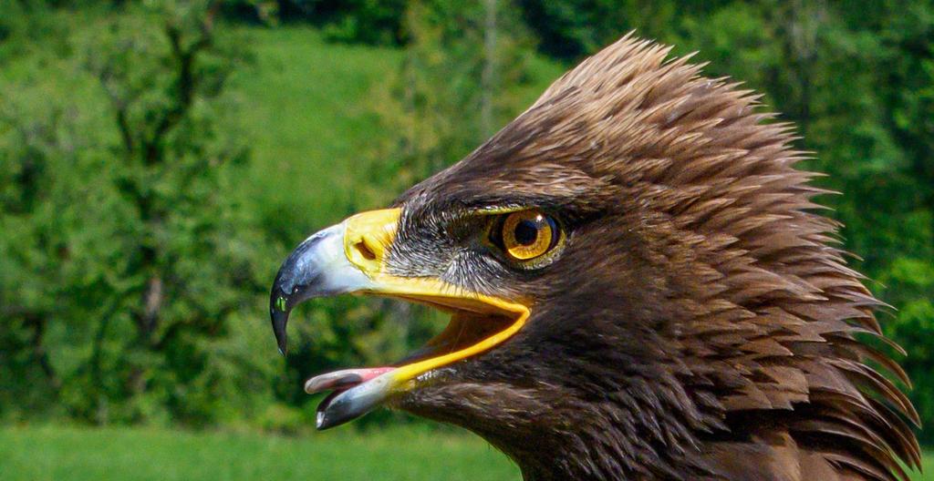 Greifvogel