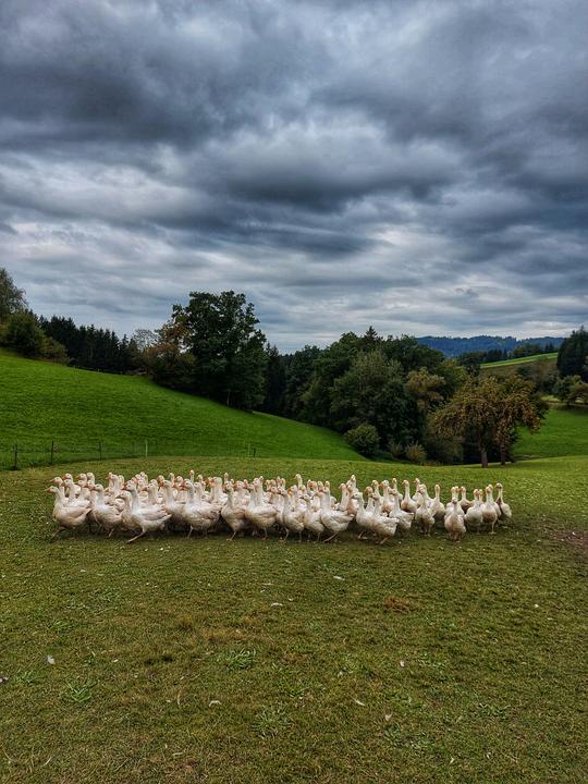 Weidegänse