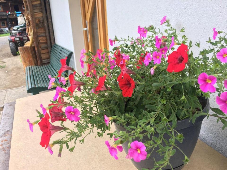 Eingang mit Blumen 2020-08