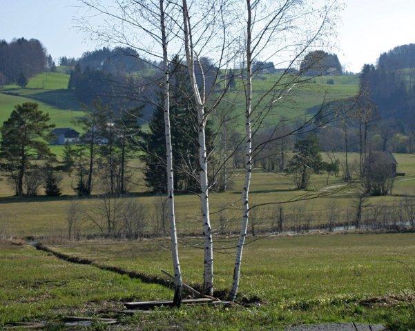 Streuwiese