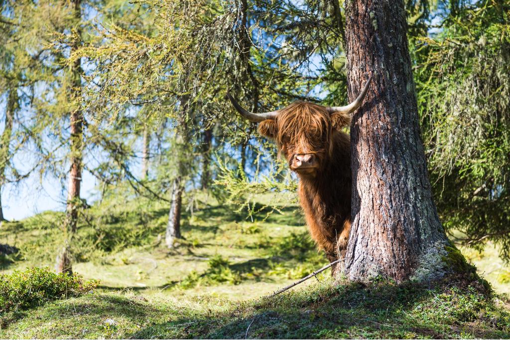 tier-im-wald