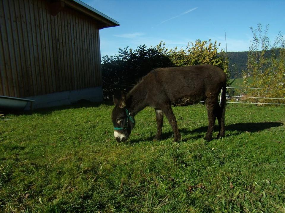 Ferienbauernhof Dür