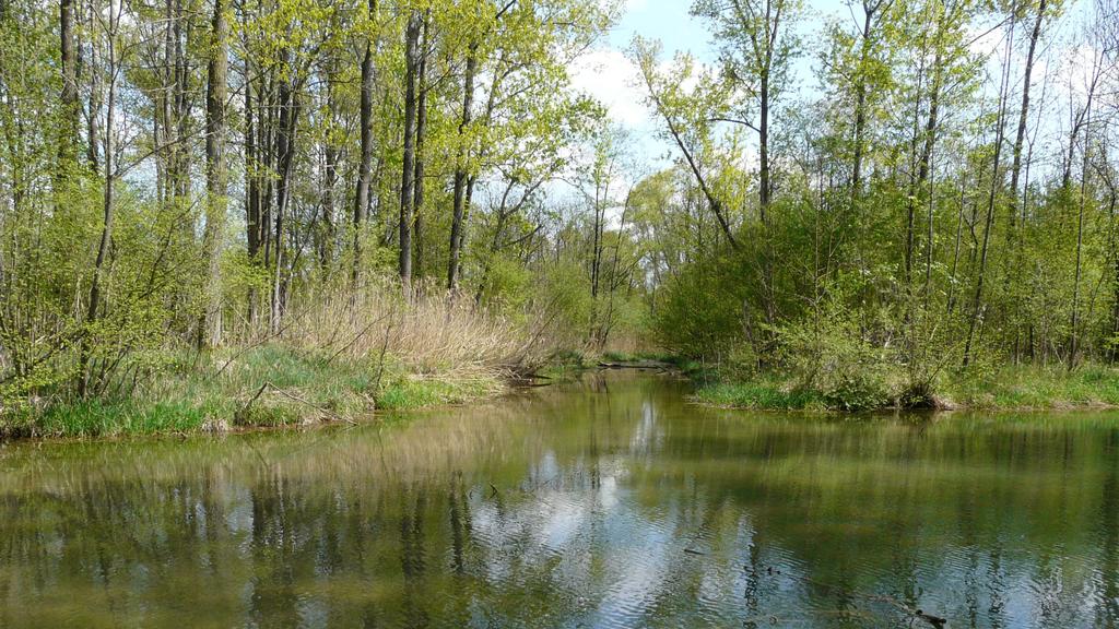 Am Altwasser der Enns bei Kronstorf