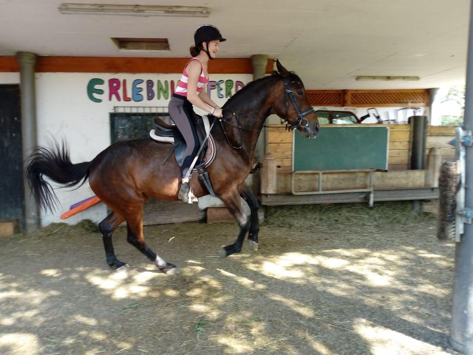 Erlebnis Pferd am Pferdehof Hochegg