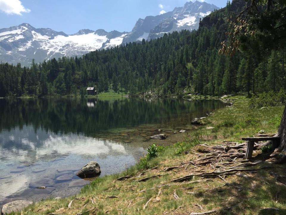 Reedsee