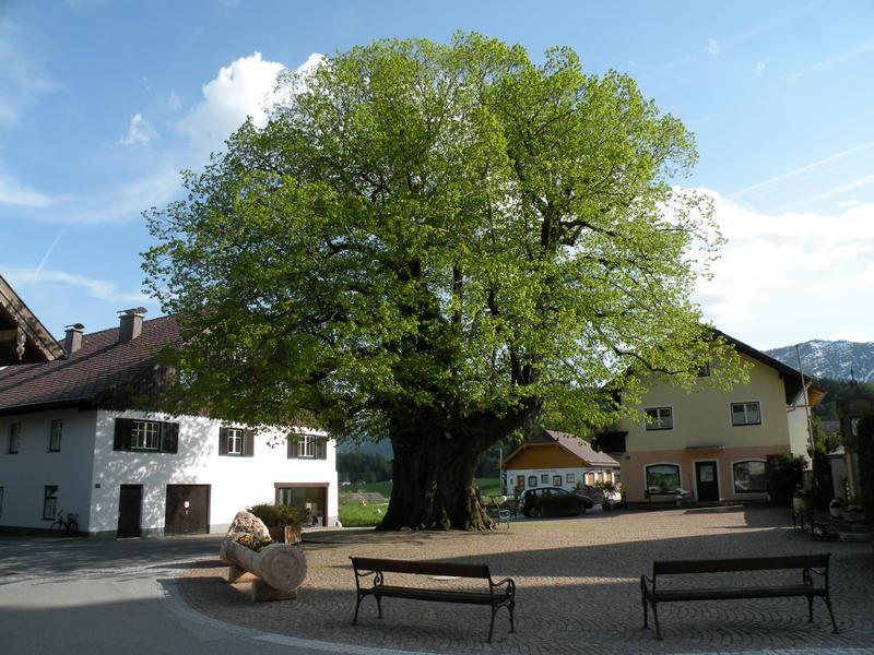 1000jährige Linde in Faistenau