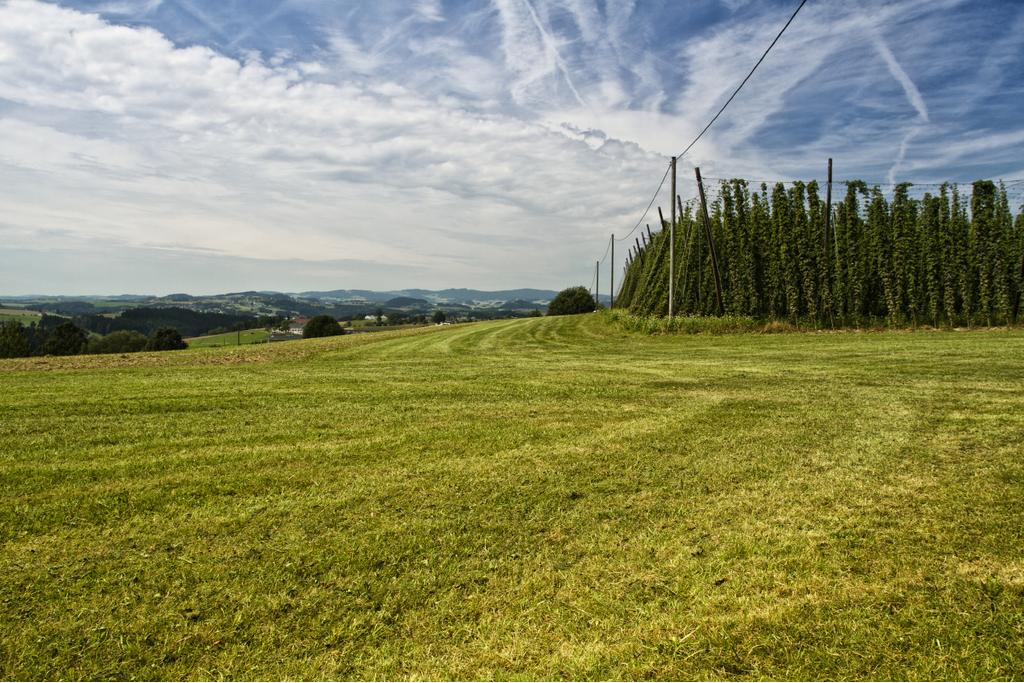 Hopfenanbau in St. Ulrich im Mühlkreis