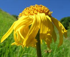 Ringelblume