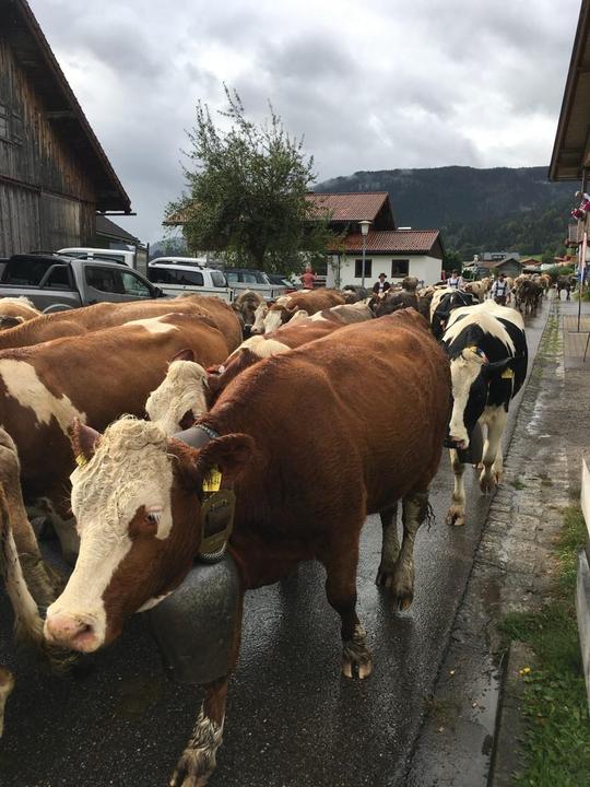 Viehscheid in Bolsterlang