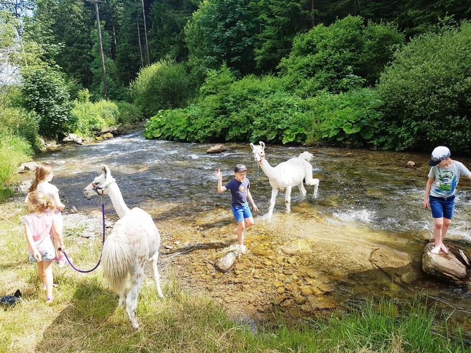 Lamas lieben Wasser