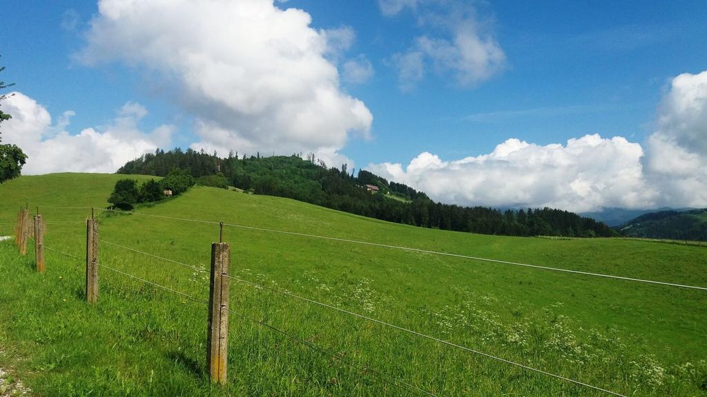 Durch_einen_schönen_Hochwald_Ausblick