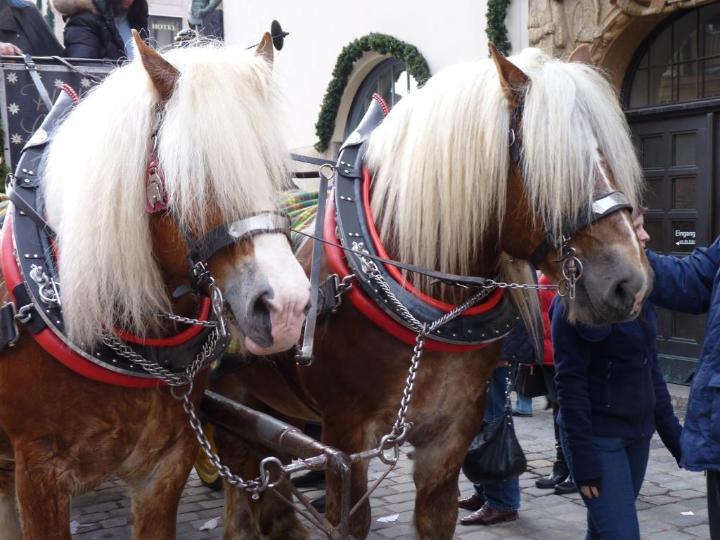 Pferdekutschfahrten-Kleiner