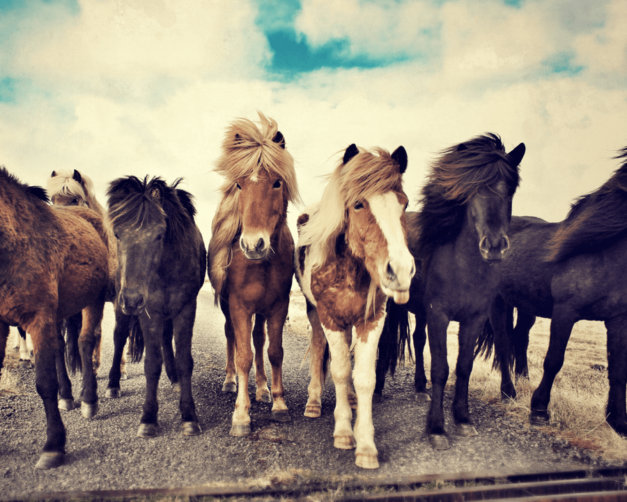 Reiten