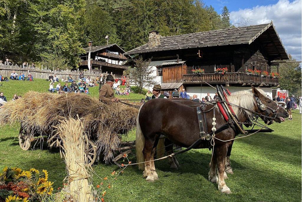 Zugpferde mit Heuwagen