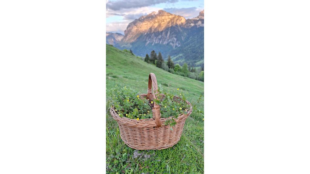 Kräuterwanderung Mellau