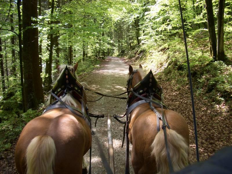 Pferdekutschenfahrt Familie Kaindl