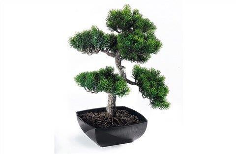 Bonsai