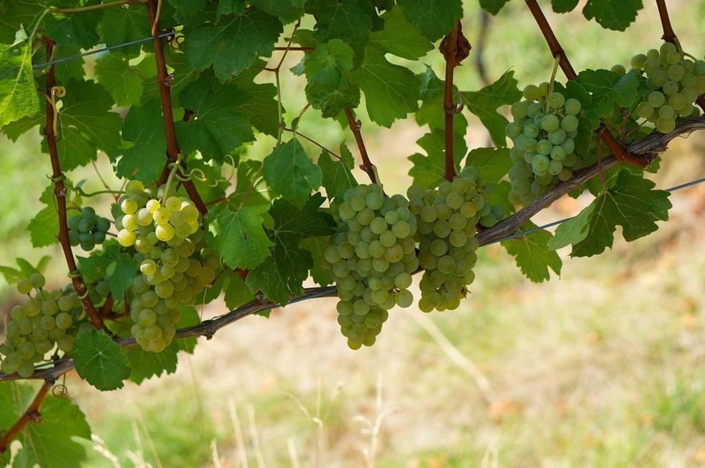 Weingut Paschek Trauben
