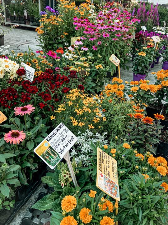 Blumen Wochenmarkt_Vöcklabruck_F+S+H_2021_Karpfinger_00006_TVB Hausruckwald.jpeg