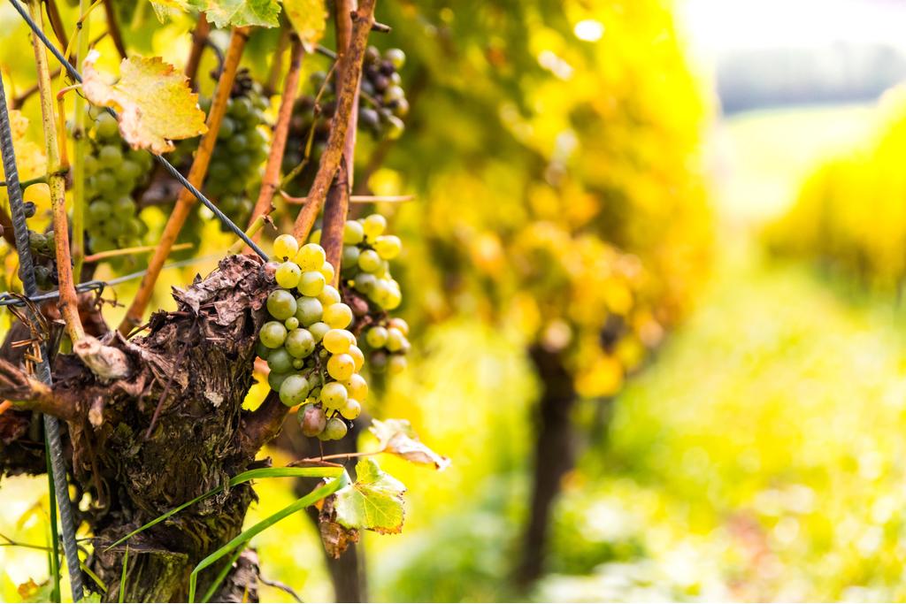 Weinrebe