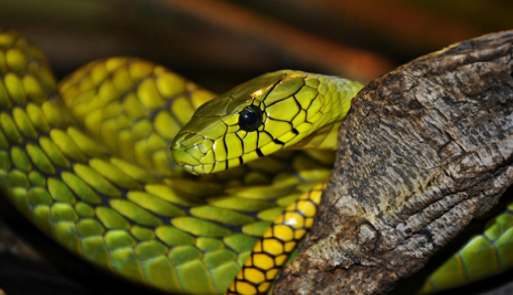 Reptilienzoo Nockalm_Schlange_01