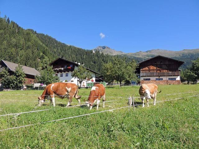 Hausansicht-mit-Kuehe