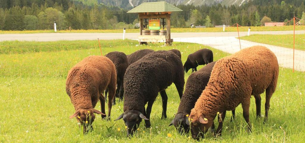 Vom-grünen-Gras-zur-Milch