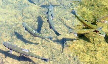 trout-953012_1920_983077393.jpg