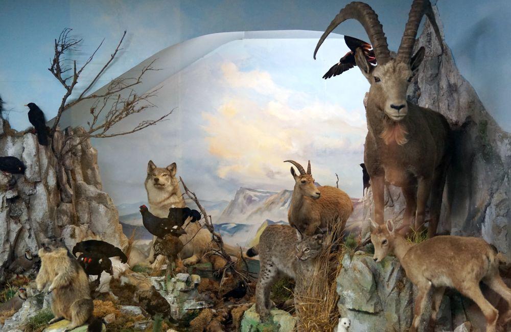 Naturmuseum Neuberg - Sammlung Schliefsteiner